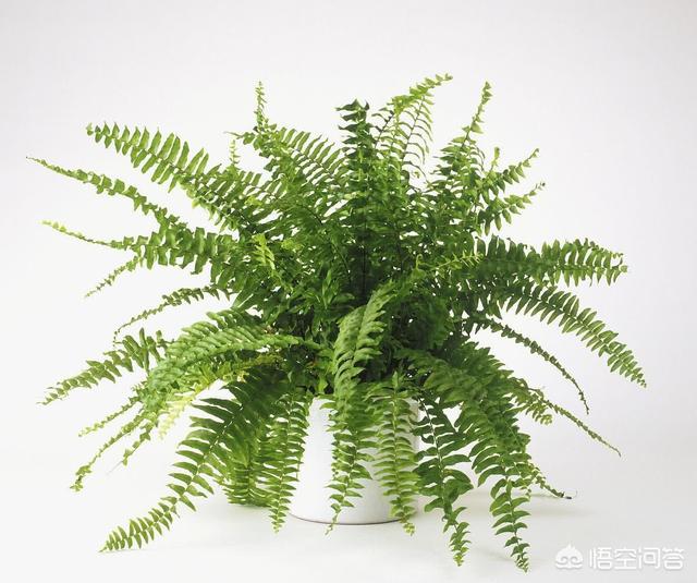 三種可以吸附油煙的植物