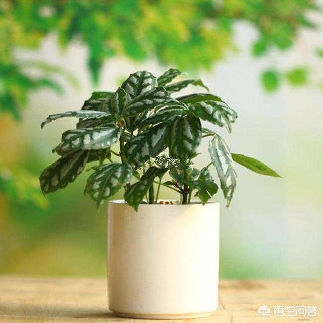 三種可以吸附油煙的植物