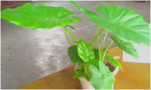 三種植物不僅好養還能吸油煙