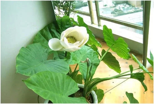 三種植物不僅好養還能吸油煙