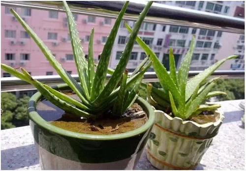 三種植物不僅好養還能吸油煙