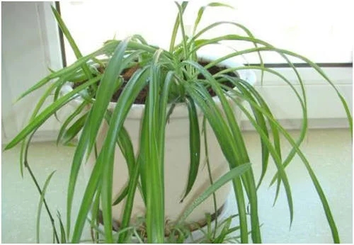 三種植物不僅好養還能吸油煙