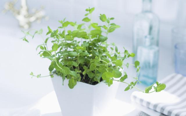 養上這些植物 廚房的油煙味再大也不拍