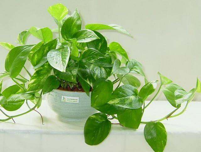 養上這些植物 廚房的油煙味再大也不拍