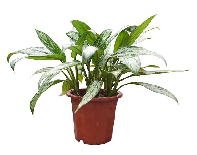 養上這些植物 廚房的油煙味再大也不拍