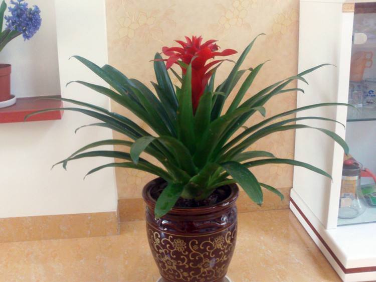 油煙機的“廢油”當花肥