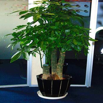 油煙機的“廢油”當花肥