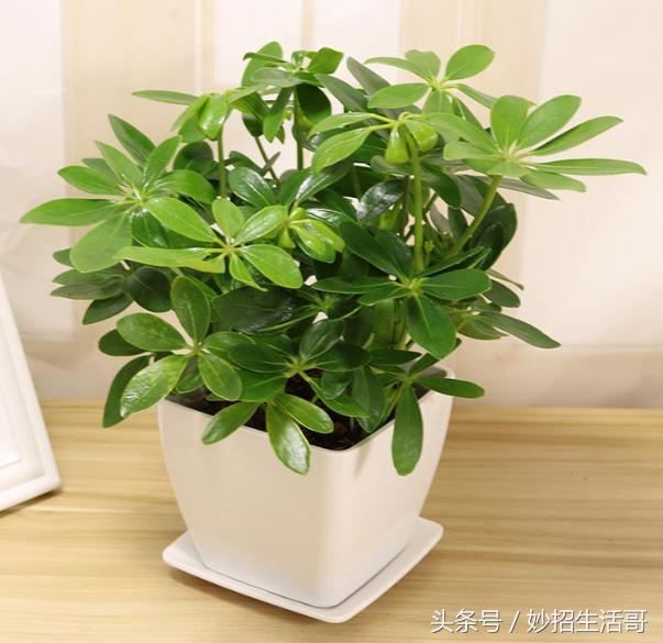 鵝掌柴