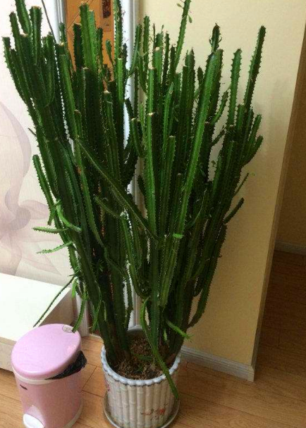 龍骨花