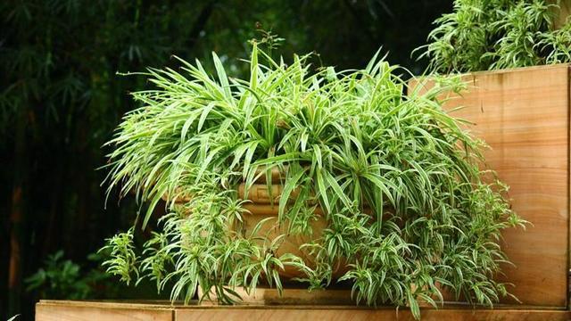 廚房養4種愛吸油煙的植物  油煙再大也不怕