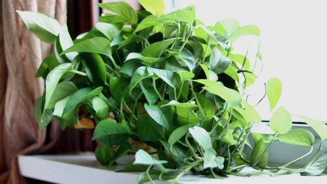 廚房養4種愛吸油煙的植物  油煙再大也不怕