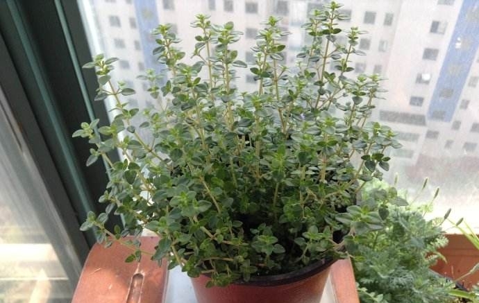 廚房里放置幾盆綠植來吸收油煙