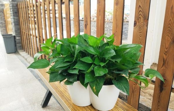 廚房里放置幾盆綠植來吸收油煙