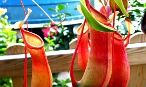 廚房里放置幾盆綠植來吸收油煙