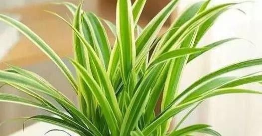 吸油煙的植物,養“它們”三個,連油煙凈化器都不用開了