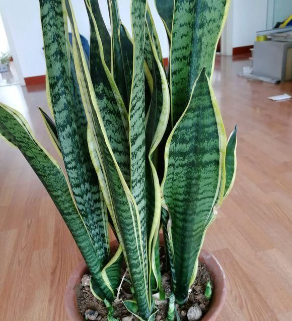 吸油煙的植物,養“它們”三個,連油煙凈化器都不用開了